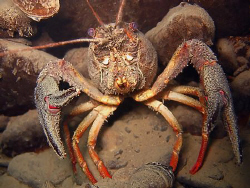 Ready to fight ?? Crayfish dont like divers...brrr by Sylvain Kuster 